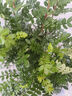 驅(qū)蚊蟲清香木盆栽正宗胡椒木花卉綠植四季好養(yǎng)凈化空氣吸甲醛植物 6年大苗1盆【螺紋盆】+肥料 曬單實(shí)拍圖