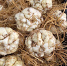 薯小萌【順豐包郵】2025宜興百合新鮮卷丹微苦鮮土特產(chǎn)食用煲湯鮮百合 精選鮮百合5斤3頭 曬單實(shí)拍圖
