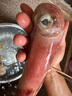 鮮可居?xùn)|山縣海島 東海手釣大管火箭魷魚 中國槍烏賊  鮮活凍刺身 凈重1350g/4-6條【可刺身】 曬單實拍圖