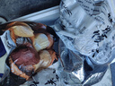 參情無限【不加白面】雜糧饅頭無糖精粗糧早餐代餐全麥饅頭孕婦糖尿病主食 全麥饅頭1kg（共10個） 曬單實拍圖