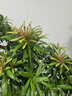 潮裕盆景迎客松羅漢松盆景客廳陽臺造型綠植物造型高端盆景居家擺放好養(yǎng)護 羅漢松盆景16 曬單實拍圖