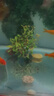 瘋狂水草（FKSC）真水草魚(yú)缸造景套餐凈化水質(zhì)懶人魚(yú)缸水草植物直接入缸蜈蚣草 【火山石】水草組合一3棵裝 曬單實(shí)拍圖