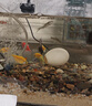 鸚鸚怪魚缸客廳塑料中小型金魚缸亞克力生態(tài)缸斗魚缸家用新款智能溪流缸 45*22*24cm(裸缸一體成型) 曬單實拍圖