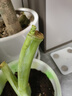 植果緣象耳芋大野芋大型綠植客廳陽臺大葉盆栽庭院超大葉植物現(xiàn)挖現(xiàn)發(fā) 直徑6公分 裸根不帶土 曬單實拍圖