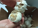 【百萬斤急賣】山東大蒜種新干蒜紫皮大蒜頭種籽蒜大蒜頭蔬菜苗 金鄉(xiāng)本地優(yōu)質(zhì)大蒜 5斤 超值 大果 曬單實拍圖