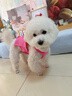 MIKI PAD狗狗衣服小型犬夏季薄款衣服戶外馬甲春秋透氣泰迪比熊可牽引 玫紅馬甲 L胸圍40cm（參考體重6-8斤） 曬單實(shí)拍圖
