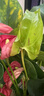 五月花（May Flower）抽紙 3層150抽*3包M碼 厚實(shí)親膚細(xì)致柔韌軟包面巾紙 曬單實(shí)拍圖