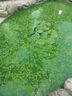 瘋狂水草魚池除藻劑去苔劑青苔清除劑2L魚塘凈水池塘變清改底解毒改善水質(zhì) 曬單實(shí)拍圖