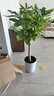 植男植女發(fā)財樹大棵盆栽客廳落地室內大型綠植物辦公室好養(yǎng)綠植開業(yè)招財樹 曬單實拍圖