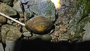 GW光威魚(yú)竿1.38米UL調直柄捍路者微物路亞竿裸竿白條翹嘴馬口竿馬口路亞桿釣魚(yú)竿漁具 曬單實(shí)拍圖