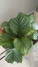 雙盟精品青蘋果竹芋辦公室內(nèi)綠植盆栽桌面好養(yǎng)觀葉植物源頭直發(fā) 曬單實(shí)拍圖