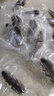 三只海豚 即食海參 大連鮮食刺參單個(gè)裝 高品質(zhì)遼刺參13-17只固形物≥60% 曬單實(shí)拍圖