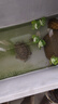 瘋狂水草（FKSC）浮萍活體水草一葉蓮水芙蓉植物養(yǎng)龜魚(yú)池造景直接入缸水上煙花 水芙蓉10朵 曬單實(shí)拍圖