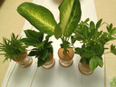 花點時間（Reflower）水培植物辦公室桌面切枝花卉盆栽室內客廳盆景高級綠植 【四件套B】袖珍椰子+瑪麗安+金鉆+鴨腳木(含瓶) 曬單實拍圖
