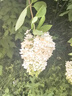 香奈兒（Chanel）雙效持色唇釉4.5ml+3.5ml(176號冰糖番茄)口紅生日禮物送女友老婆 曬單實(shí)拍圖