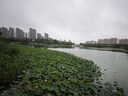 京東京造 小布丁Pro遮陽傘防曬防紫外線黑膠太陽傘 漸變藍小巧19寸90cm 曬單實拍圖