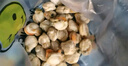 福字號冷凍大號蝦夷扇貝肉去臟無沙250g無冰帆立貝粉絲燒烤聚餐深海餐桌 曬單實(shí)拍圖