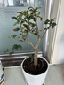 花行榜盆栽樹苗盆景庭院綠植物花卉(6年2.5cm老樁)精品垂絲海棠源頭直發(fā) 曬單實(shí)拍圖