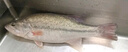 鮮活沖浪河鱸魚(yú)400-500g/條 曬單實(shí)拍圖