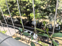 風(fēng)車(chē)茉莉爬藤植物庭院大苗絡(luò )石藤銀絲茉莉花四季開(kāi)花盆栽花卉好養 1米左右高度一顆+肥 帶點(diǎn)土發(fā)貨【不含盆】 曬單實(shí)拍圖