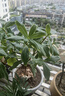 開時果 金邊瑞香盆栽濃香型 四季開花卉好養(yǎng)耐寒綠植盆景源頭直發(fā)包郵 原生盆2盆 曬單實拍圖
