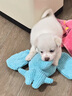 力狼（LILANG）狗糧幼犬糧 博美泰迪柯基金毛邊牧全犬種中小型犬通用型狗糧 【鮮肉羊奶】幼犬專研糧2kg4斤 曬單實(shí)拍圖