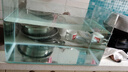 高清熱彎浮法透明玻璃魚(yú)缸客廳家用造景裝飾生態(tài)中小型生態(tài)金魚(yú)缸 熱彎魚(yú)缸-裸缸 長(zhǎng)50*寬27*高30cm 曬單實(shí)拍圖
