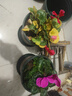 仙客來盆栽帶花大花重瓣花卉植物室內(nèi)花好養(yǎng)活四季開花陽臺仙鶴來 2 盆套餐【顏色任選】 簡易盆 曬單實拍圖