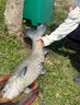 魚(yú)誘海釣餌料血蠶蛹海竿磯釣路亞專(zhuān)用釣魚(yú)魚(yú)餌四季釣海鱸石斑海狼金槍 一瓶【連桿爆護(hù) 專(zhuān)攻巨物】 海竿鯽魚(yú)鯰魚(yú)路滑餌料專(zhuān)釣翹嘴 曬單實(shí)拍圖