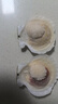 熠興記大扇貝超級大號9-10cm直徑蝦夷扇貝蒜蓉粉絲蒸扇貝鮮活扇貝日月殼 16只超值裝 曬單實拍圖