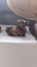aihomy【精品】玄武霸下龍龜擺件手把件紫銅小號精致文玩小物件茶寵鎮(zhèn)紙 霸下龍龜-招財守財【一對】 曬單實(shí)拍圖