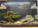 當(dāng)貝智能生態(tài)魚缸1Ultra 一體缸自循環(huán)雙過(guò)濾AI托養(yǎng)懶人家用桌面魚缸 曬單實(shí)拍圖