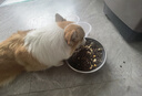 帕特 五拼凍干狗糧蛋黃雞心雞肉酸奶干糧全價(jià)主糧犬糧成犬狗糧1.5kg 曬單實(shí)拍圖
