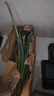 源惠鮮禮正宗山東鐵桿大蔥 新鮮甜蔥特級 新鮮蔬菜蔥蘸醬 帶皮精選大蔥5斤 5斤 【帶皮去半葉】 曬單實(shí)拍圖