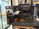 森森金麟超白智能魚缸小型桌面免換水生態(tài)魚缸一體缸自循環(huán) 【升級自動喂食】 480B 純黑尊享版標(biāo)配 曬單實拍圖
