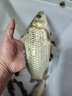 岡原精工（OKABARA SEIKO）日本進(jìn)口碳素超輕硬釣竿手竿魚(yú)竿競(jìng)技野釣十大輕量綜合桿品牌新款 8.1m +原裝竿稍+竿包+禮包 曬單實(shí)拍圖