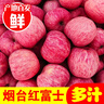 京地達(dá)山東煙臺(tái)棲霞紅富士蘋(píng)果 凈重4.5斤 單果約230g煙臺(tái)蘋(píng)果源頭直發(fā) 曬單實(shí)拍圖