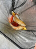 招財黃金金魚(yú)鯉魚(yú)冷水魚(yú)苗好養耐活淡水活魚(yú)魚(yú)苗錦鯉龍鳳批發(fā) 13-15黃金5條 曬單實(shí)拍圖