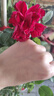 瑯闕薔薇爬藤月季花樹(shù)苗大苗種子盆栽四季開(kāi)花 紅龍1.6米源頭直發(fā) 曬單實(shí)拍圖