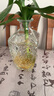 CANIS FAMILIARIS布多格法國原瓶進口紅酒 寶塔干紅葡萄酒 750ml*6瓶婚宴整箱裝 曬單實拍圖
