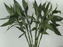 花行榜 富貴竹大葉水培轉(zhuǎn)運竹綠植盆栽花卉 10支70-80cm+六角瓶源頭直發(fā) 曬單實拍圖