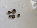 黃金螺淡水觀(guān)賞螺活體清潔螺除藻清苔工具螺蘋(píng)果螺不加溫吃魚(yú)龜便 黑金剛螺5個(gè) 0.5-1cm 曬單實(shí)拍圖