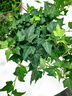 常春藤盆栽室內(nèi)垂吊植物好養(yǎng)水培綠植凈化空氣除甲醛四季常青長青 1盆青葉常春藤(長 50 厘米左右)簡易盆配吊鉤 曬單實(shí)拍圖