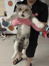淘正防貓抓手套寵物防咬加長(cháng)耐撕咬抓狗狗鸚鵡小寵專(zhuān)用勞保工業(yè)手套 【40cm加長(cháng)】【1雙】防貓抓咬手套【女款小一碼】 曬單實(shí)拍圖
