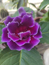 秋穎山東重瓣芙蓉花帶花苞大巖桐盆栽四季開(kāi)花苗好養陽(yáng)臺室內花卉植物 美組合：4種顏色各1盆 曬單實(shí)拍圖