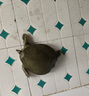 秋季 鮮活外塘生態(tài)甲魚野外生長放養(yǎng)冷水團魚王八老鱉活體 3.5-3.7斤外塘野養(yǎng)老鱉【公鱉】 曬單實拍圖