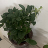 開時果 四季桂花盆栽樹苗濃香型 新中式盆景辦公室內(nèi)綠植物源頭直發(fā)包郵 精品四季桂+磚紅加侖盆 【整高約40-50cm左右】 曬單實拍圖