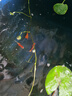 貝冠奇錦鯉活魚(yú)大正三色紅白錦鯉秋翠孔雀冷水小魚(yú)蝴蝶鯉德系觀賞魚(yú) 白錦鯉2條（8-10厘米） 曬單實(shí)拍圖