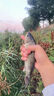 川澤夜光漂咬鉤變色一體細尾高靈敏醒目電子漂輕口鯽魚(yú)漂EG7-3 曬單實(shí)拍圖