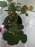 小盼菩提帶果菩提樹室內(nèi)禪意盆景辦公室茶桌辦公桌面室內(nèi)造型盆栽 菩提樹【10-15個果】原種植盆+肥料 曬單實拍圖